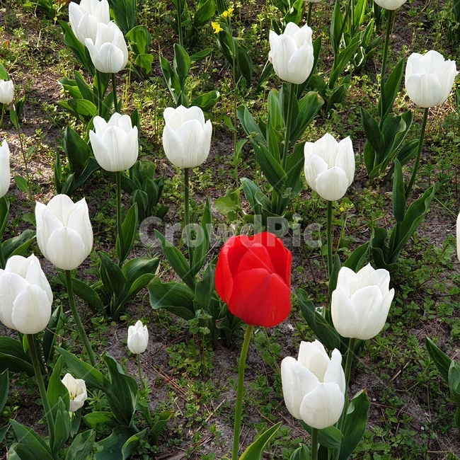 꽃,튤립,하얀튤립,flower,tulip,whitetulip,whiteflower