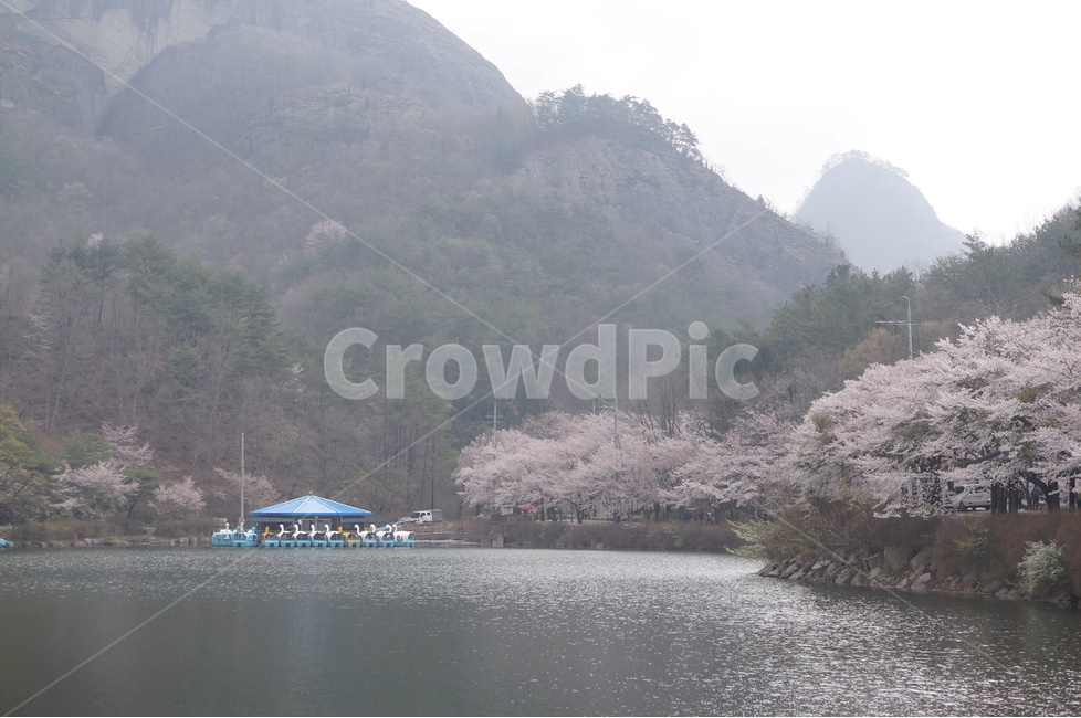 벚꽃,마이산,호수,봄,흐림,풍경,산,봄,계절,spring,season,자연,풍경,nature,landscape,한국자연풍경,한국자연경관,korea nature landscape,plant,식물