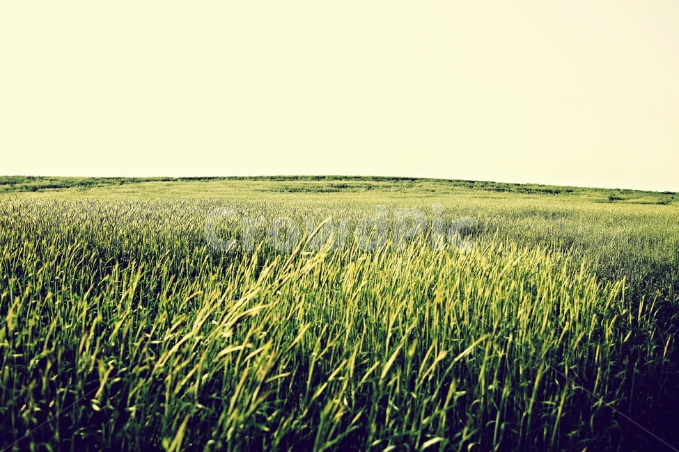 초원,농장,청보리,자연,greenfield,배경,녹색,green,nature,자연,풍경,nature,landscape,식물,plants,grass,잔디,plant,field,들