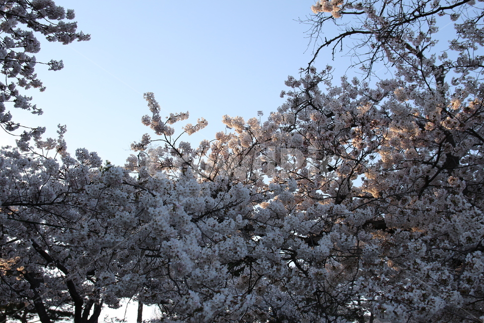 벚꽃,봄,꽃,나무,하늘,감성,힐링,치유,봄,계절,spring,season,식물,자연,plants,nature,꽃,flower,plant