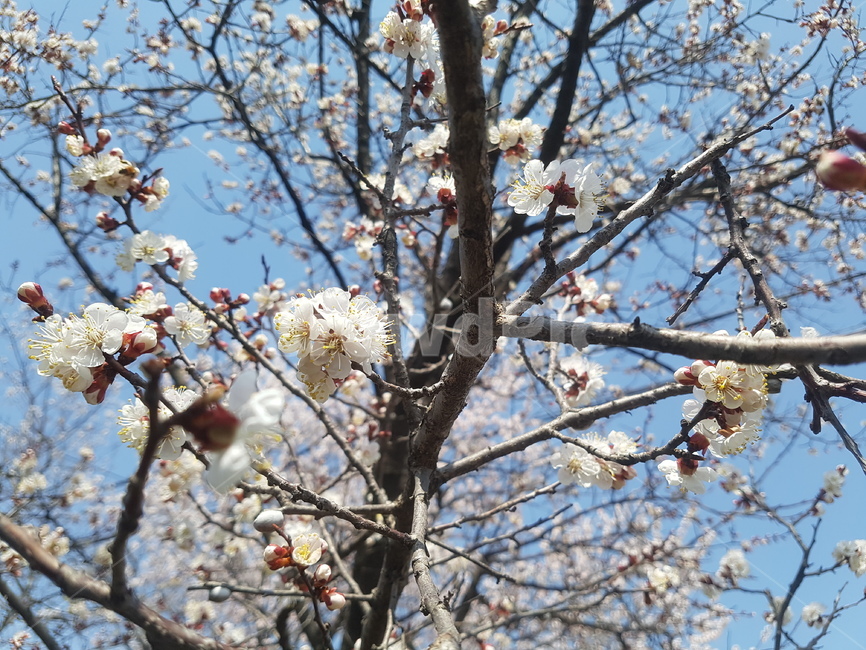벚꽃,벚꽃축제,파란,밝은,따사로운,따뜻한,햇살,봄,계절,spring,season,식물,자연,plants,nature,꽃,flower,plant,blossom,cherry blossom
