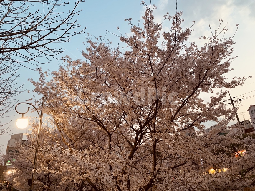 벚꽃,벚꽃나무,봄,나무,사쿠라,봄,계절,spring,season,plant,식물,cherry blossom,flower,꽃,blossom