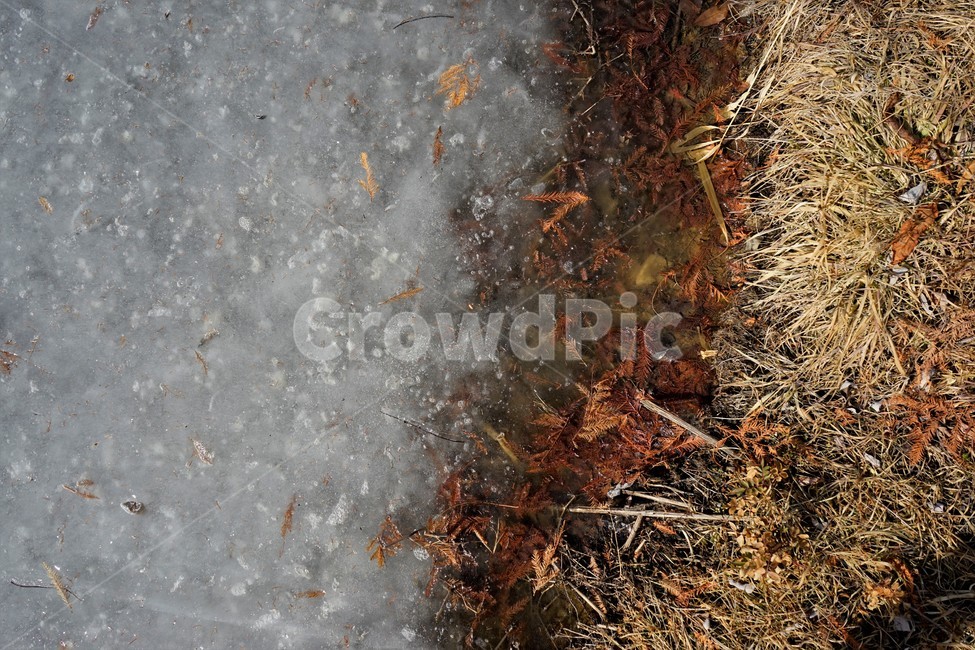 겨울,얼음,낙엽,풀,추위,계절,연못,winter,park,season,cold,감성,겨울,계절,winter,season