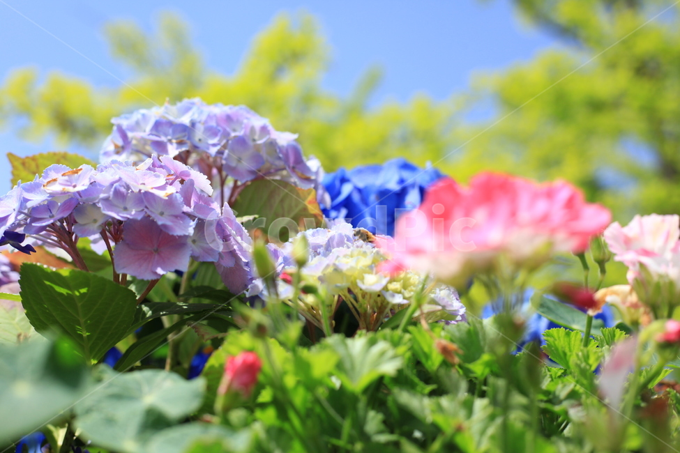 꽃,식물,꽃잎,수국,나무,조화,식물,자연,plants,nature,꽃,flower,색깔,색상,색채,색감,color sense,color sensitivity,feeling of color