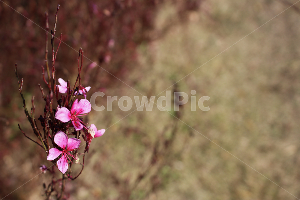 꽃,flower,plants,nature,배경화면,식물,자연,pink