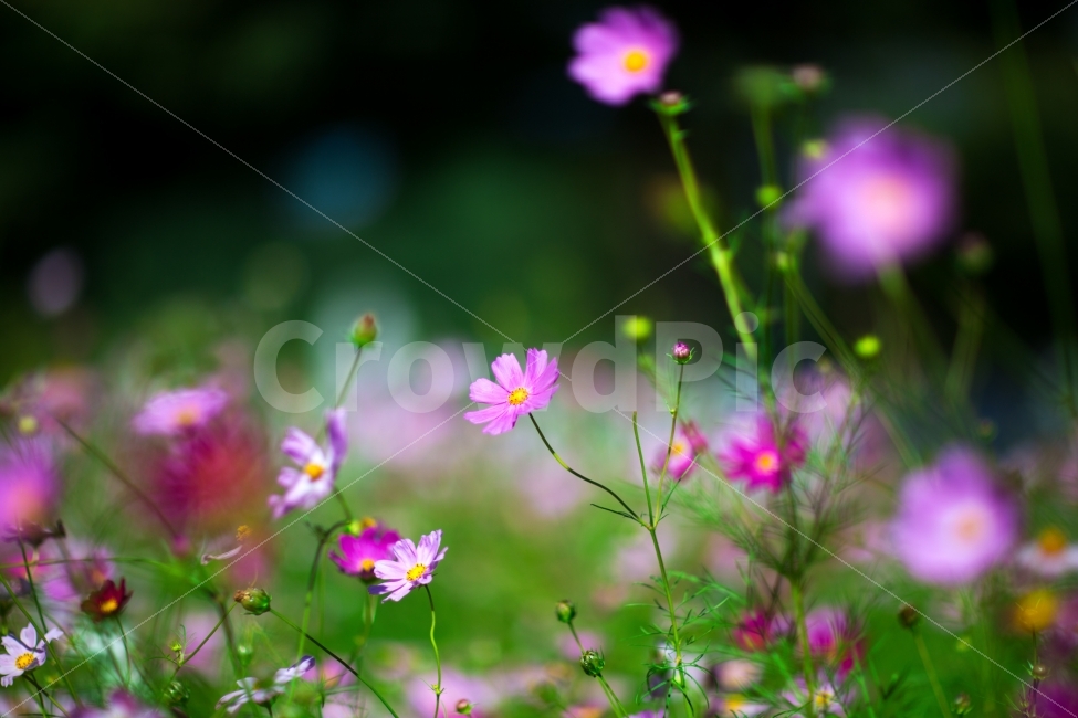 가을,코스모스,꽃,광주,전남,가을,계절,fall,autumn,season,식물,자연,plants,nature,꽃,flower,plant