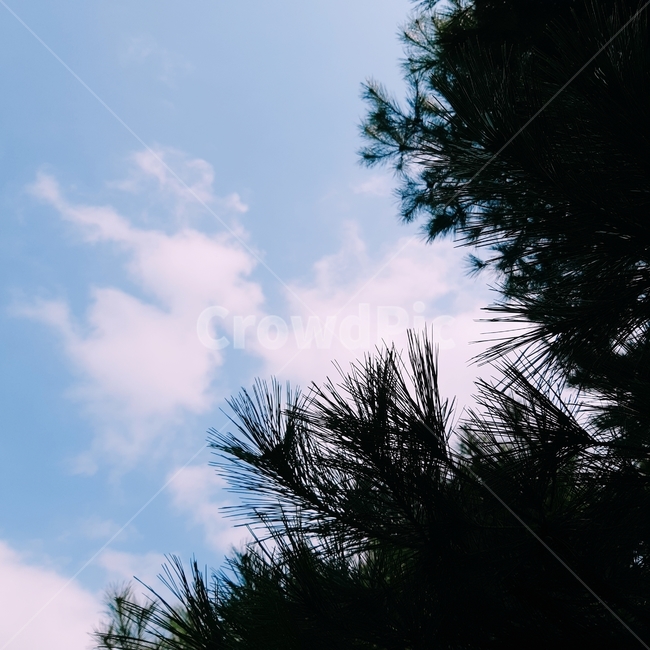 소나무,솔잎,하늘,색감,감성,자연,풍경,nature,landscape,tree,나무,plant,식물,fir,전나무,silhouette,실루엣
