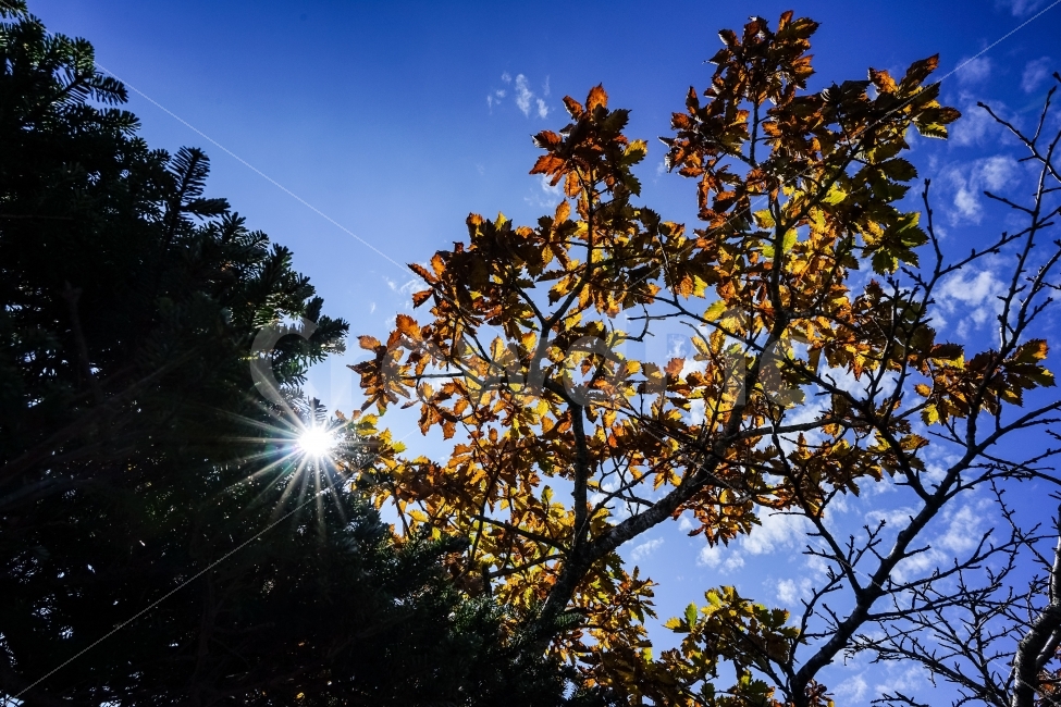 제주도,한라산,단풍,낙엽,가을,자연,가을,계절,fall,autumn,season,식물,자연,plants,nature,나무,trees,wood,light,빛,flare,플레어,plant,leaf,잎