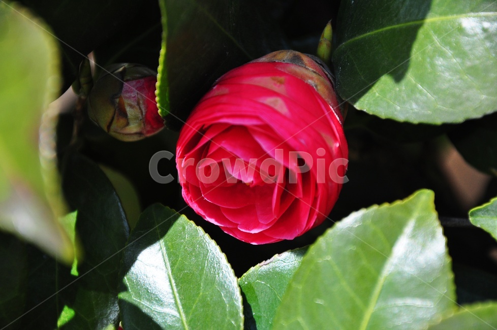 rose,장미,plant,식물,flower,blossom,꽃,식물,자연,plants,nature,꽃,flower