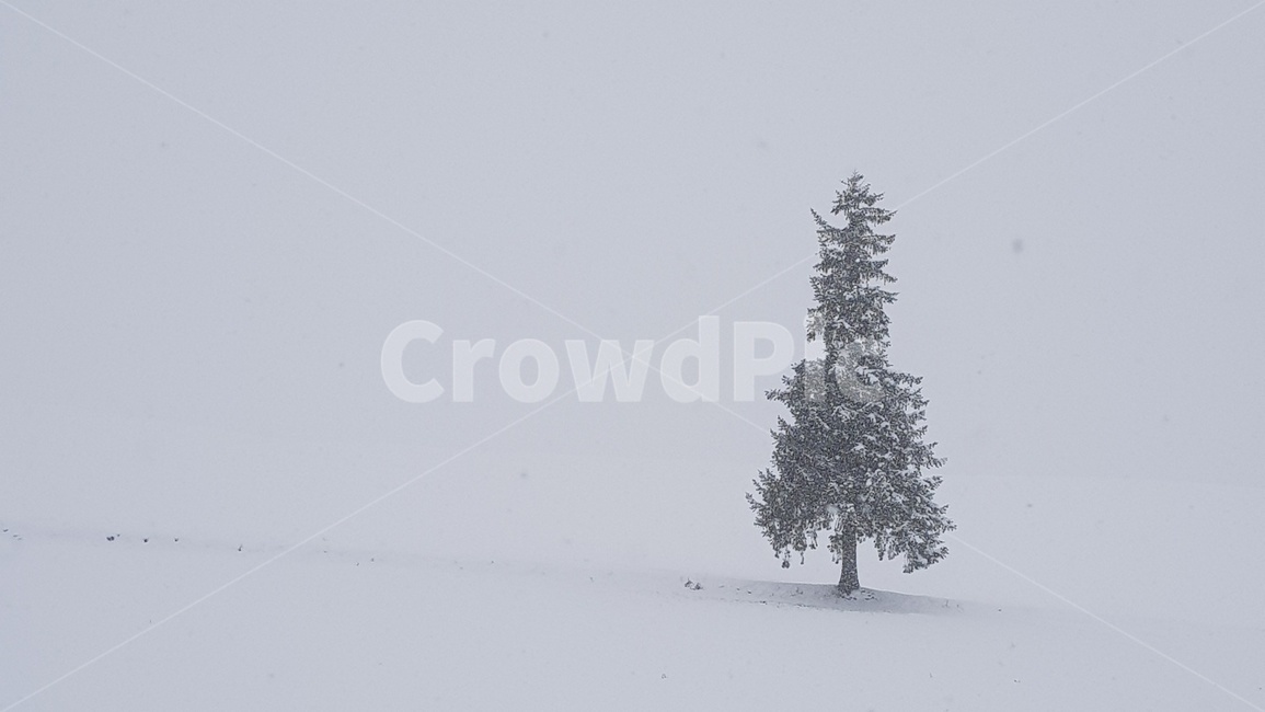 크리스마스트리,나무,눈,폭설,외로움,겨울,계절,winter,season,자연,풍경,nature,landscape,tree,plant,식물,fir,전나무