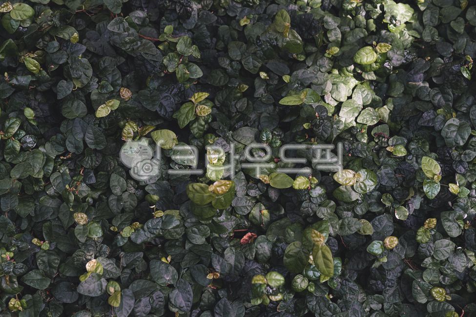 잎,배경,자연,식물,풀,초록