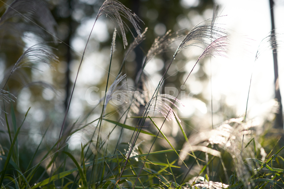 가을,햇볕,감성,빛,갈대,풀,식물,식물,자연,plants,nature