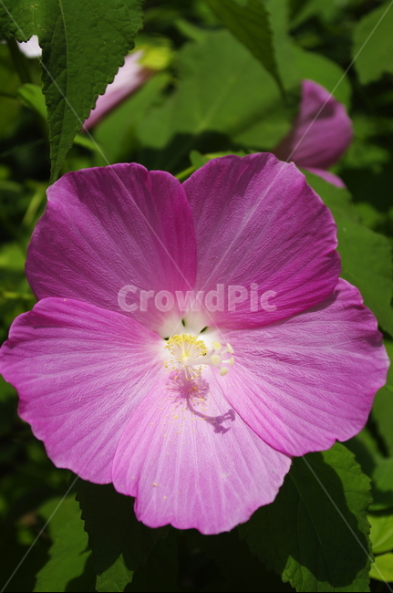 부용,꽃,flower,식물,plant,자연,nature