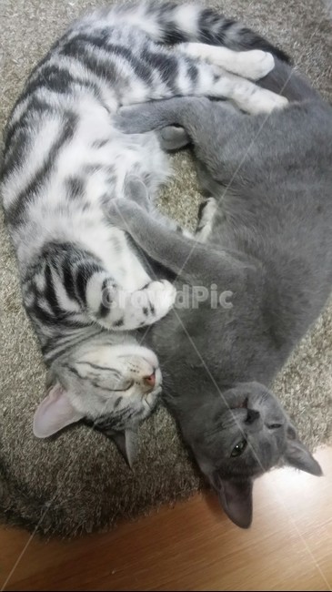 고양이,애완동물,귀여움,러시안블루,동물