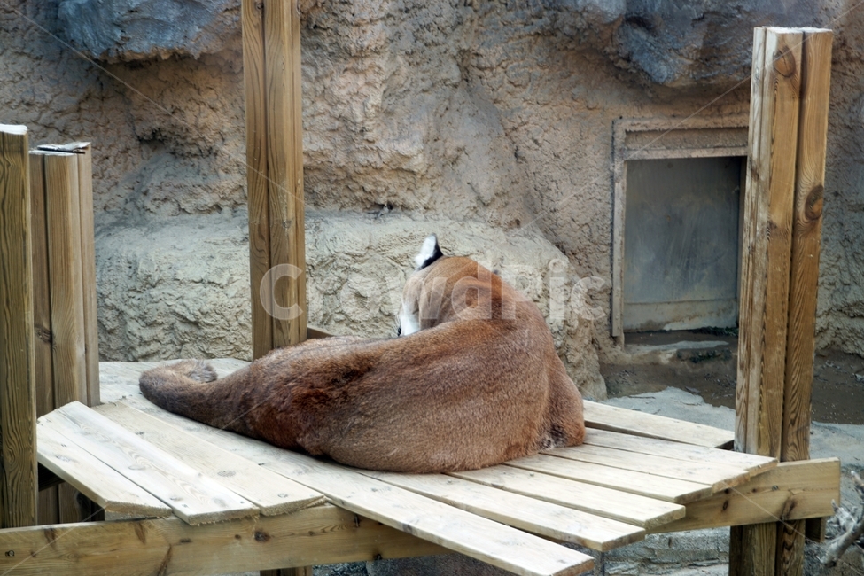 갈색,육식,동물,포유류,고양이과,여우,검은색,잡식,animal,nature,동물보호,동물원,park,animalpark,자연,야생,동물,animal,포유류,mammal
