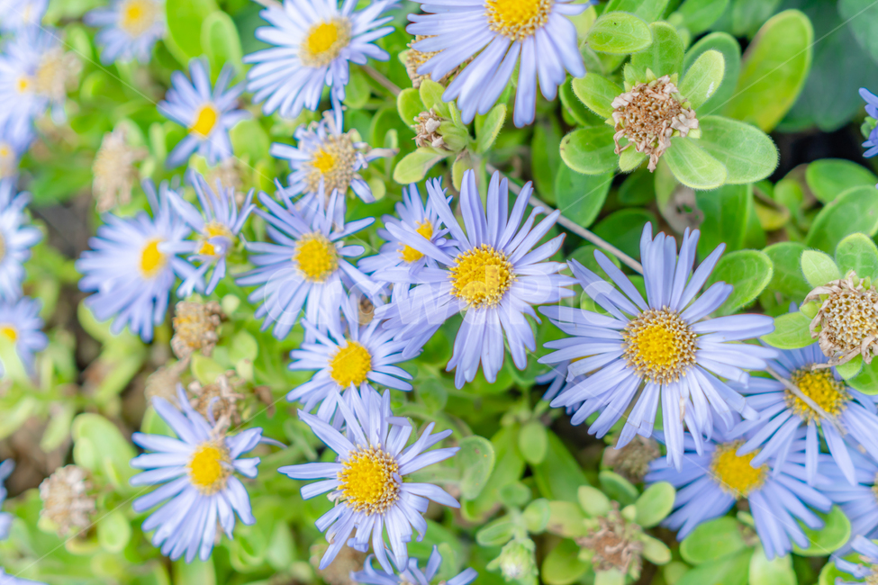 해국,국화,daisy,데이지,asterspathulifolius,식물,자연,plants,nature,꽃,flower