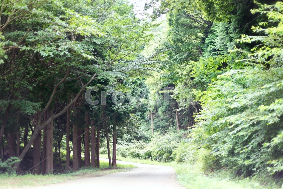 편백나무,숲체험,숲속놀이터,자연학습,체험학습,편백나무숲,피톤치드,산림욕
