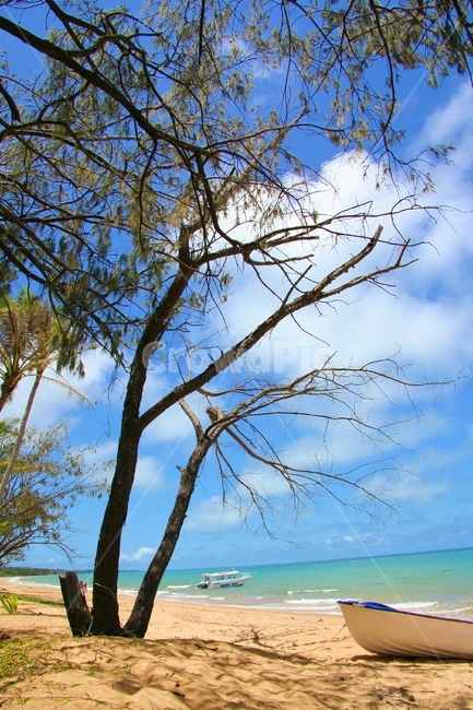 호주,식물,배,바다와배,plant,tree,나무,summer,여름