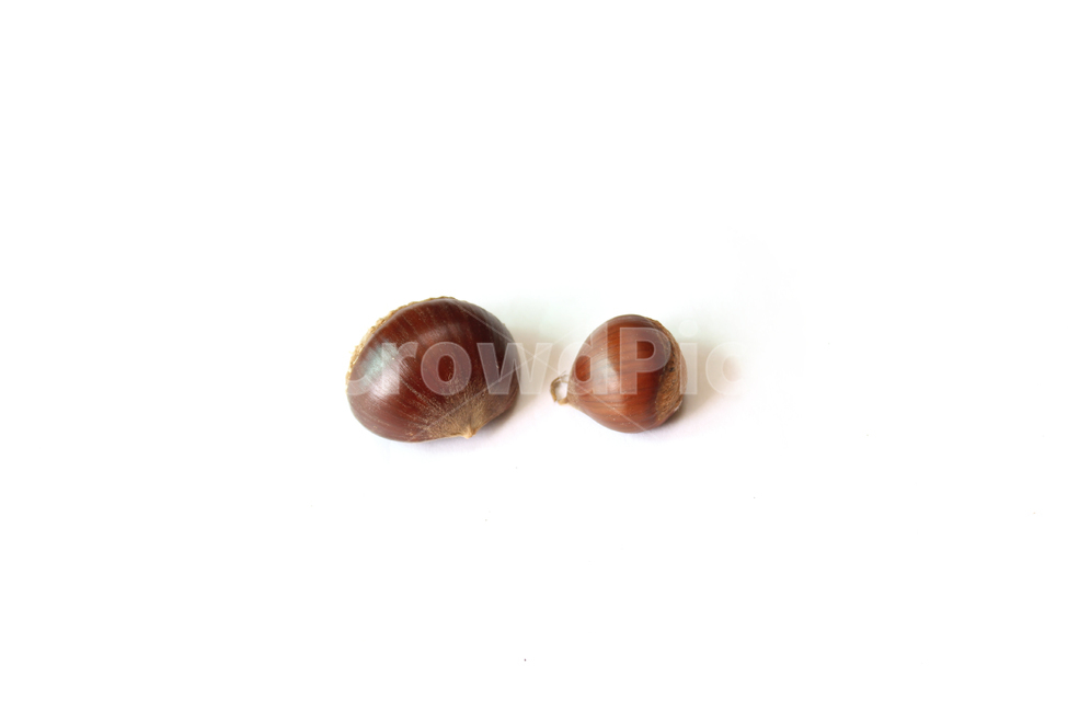 autumn,brown,chestnut,closeup,fall,food,macro,natural,nature,nut,plant,white,whitebackground,가을,밤,열매,클로즈업,음식,자연,흰배경,알밤,과일,열매,fruit