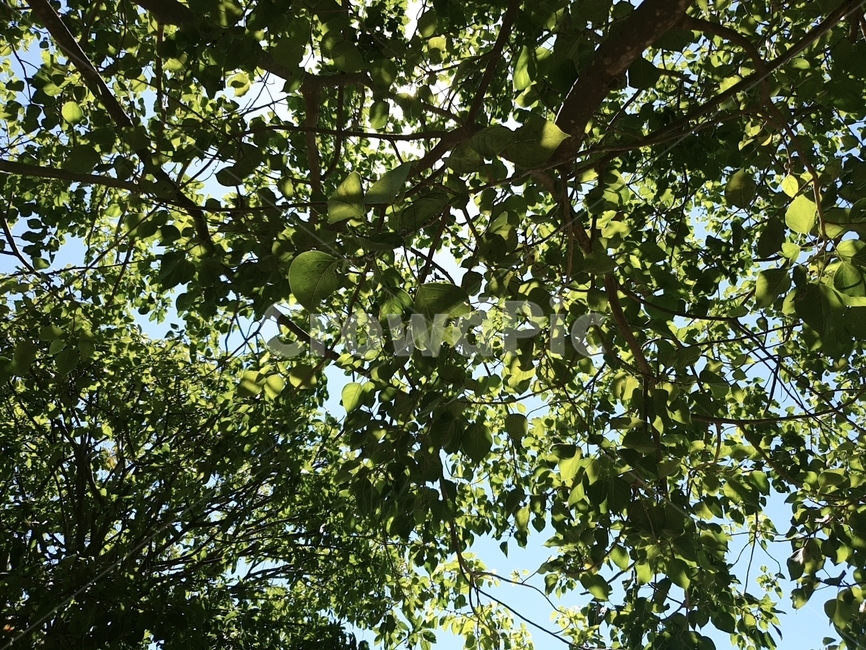 울창한숲,다낭,열대우림,동남아,베트남,나뭇잎,나무,푸른숲