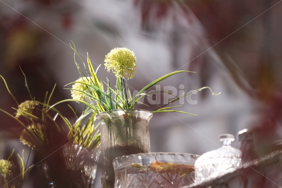식물,가을,꽃병,꽃,plant,실내용화초,화분,화초,house plant