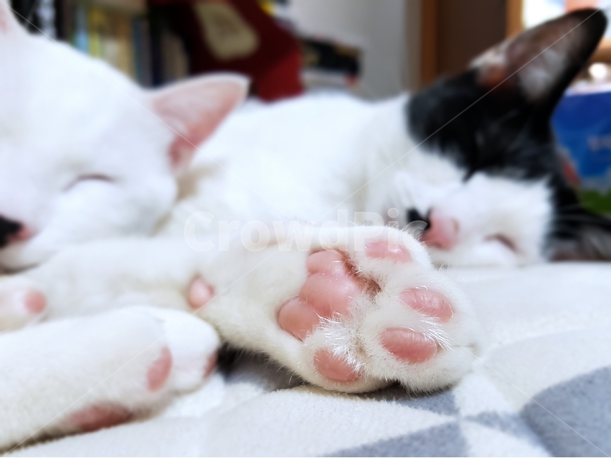 고양이,애묘,cat,가축,반려묘,발바닥,발,고양이발,솜털,낮잠,잠자는고양이,동물,animal,포유류,mammal,고양이,cat,kitten,kitty