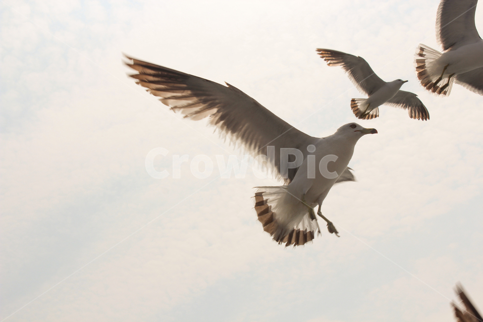 bird,새,animal,동물,seagull,갈매기,동물,animal,조류,새,birds