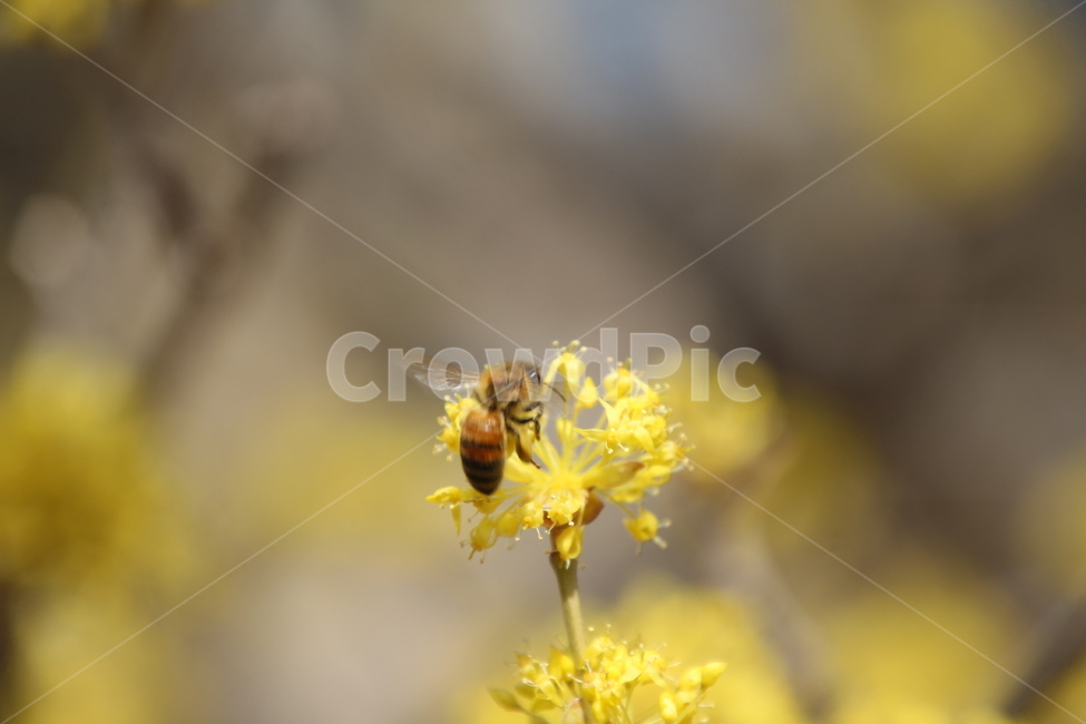 산수유,꽃,층층나무,식물,구례산수유축제,봄,계절,spring,season,식물,자연,plants,nature,꽃,flower,동물,animal,곤충,벌레,insect,bug,invertebrate,무척추 동물,bee,벌,honey bee,꿀벌