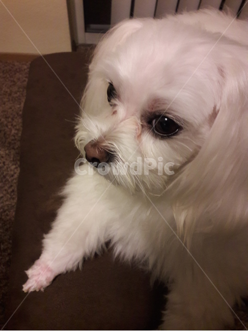 dog,pet,개,애완동물,animal,동물,animal,포유류,mammal,개,강아지,dog,doggy
