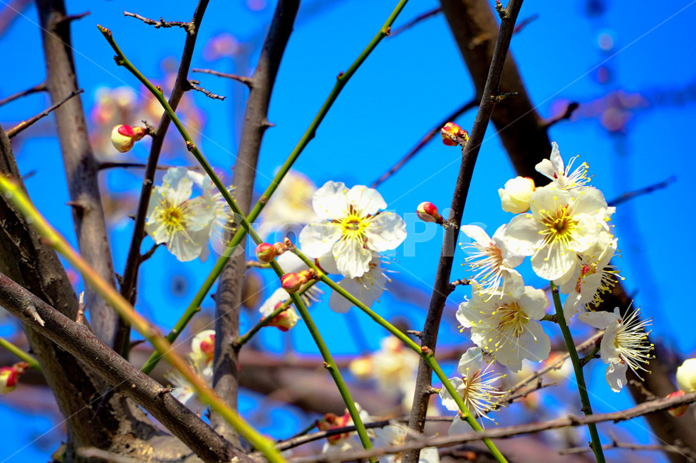 매화,꽃,봄,하양,하늘,봄,계절,spring,season,식물,자연,plants,nature,꽃,flower,plant