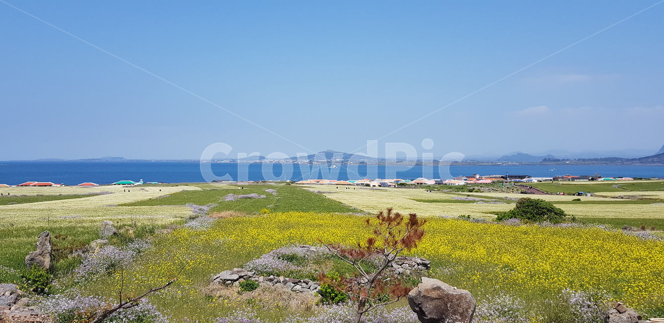 제주도,가파도,청보리밭,보리밭,청보리,field,들,nature,outdoors,옥외,자연,바다,섬