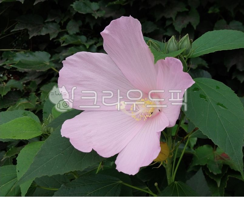 hibiscus,hibiscusmoscheutos,꽃,히비스커스,꽃잎,히비스커스모스키토,부용,부용화,부용꽃,flower,leaf,petal,cottonrose,swamprosemallow,rosemallow,배경화면,늪장미아욱꽃,늪장미아욱