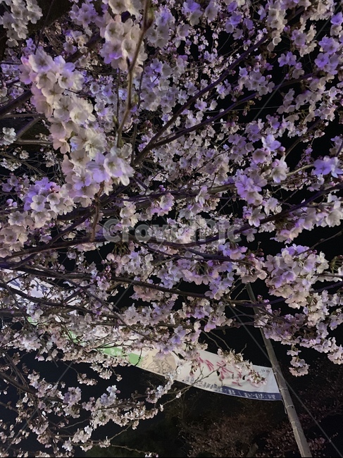 벚꽃,밤벚꽃,벚꽃놀이,왕벚꽃,봄,3월,4월,초봄,동학사벚꽃놀이,계룡산벚꽃