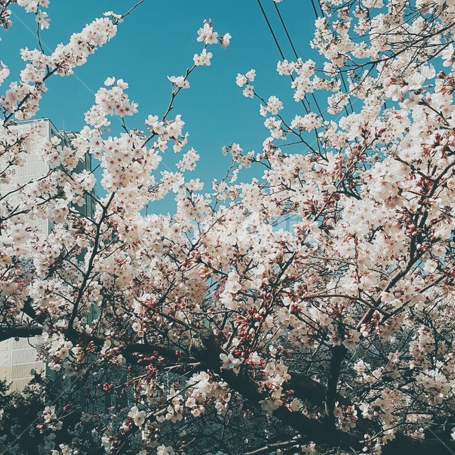 벚꽃,벚꽃나무,벚꽃만개,꽃,blossom