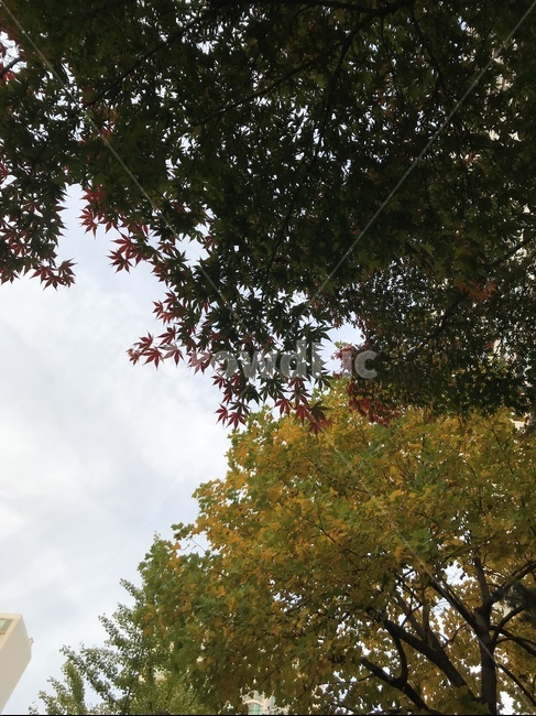 tree,나무,plant,식물,leaf,잎,treetrunk,나무줄기,sky,하늘,가을,fall,나무,trees,wood