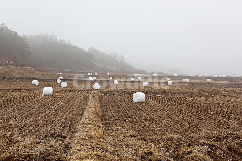 짚,사료,논,볏짚,짚둥치,식물,자연,풍경,겨울,농업,산업,industry,industrial,농업,농사,agriculture,farming,farming industry