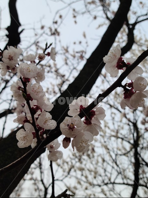 plant,식물,blossom,꽃,flower,벚꽃,봄,나무