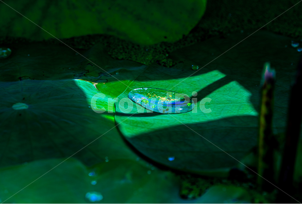 연잎,문양,무늬,물방울,습지,식물,자연,plants,nature