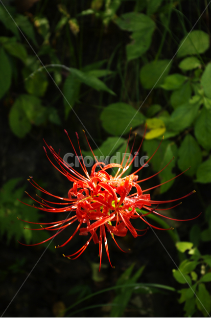 꽃,flower,꽃무릇,식물,color,red,식물,자연,plants,nature,꽃,flower