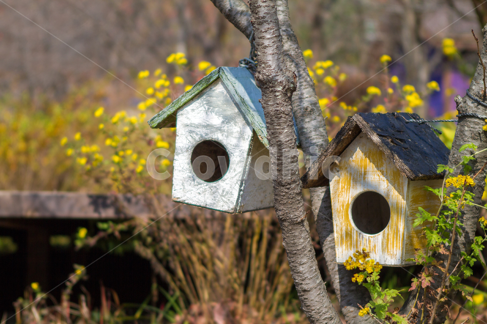 새집,자연,봄,노란꽃,생태사진,봄,계절,spring,season,사물,물건,오브젝트,thing,object,matter,bird feeder,조류 피더