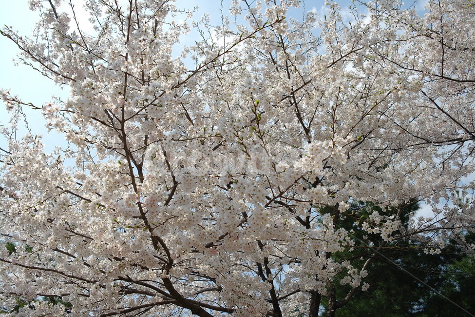 벚꽃,꽃,봄,하늘,자연,봄,계절,spring,season,식물,자연,plants,nature,꽃,flower,plant,blossom,cherry blossom