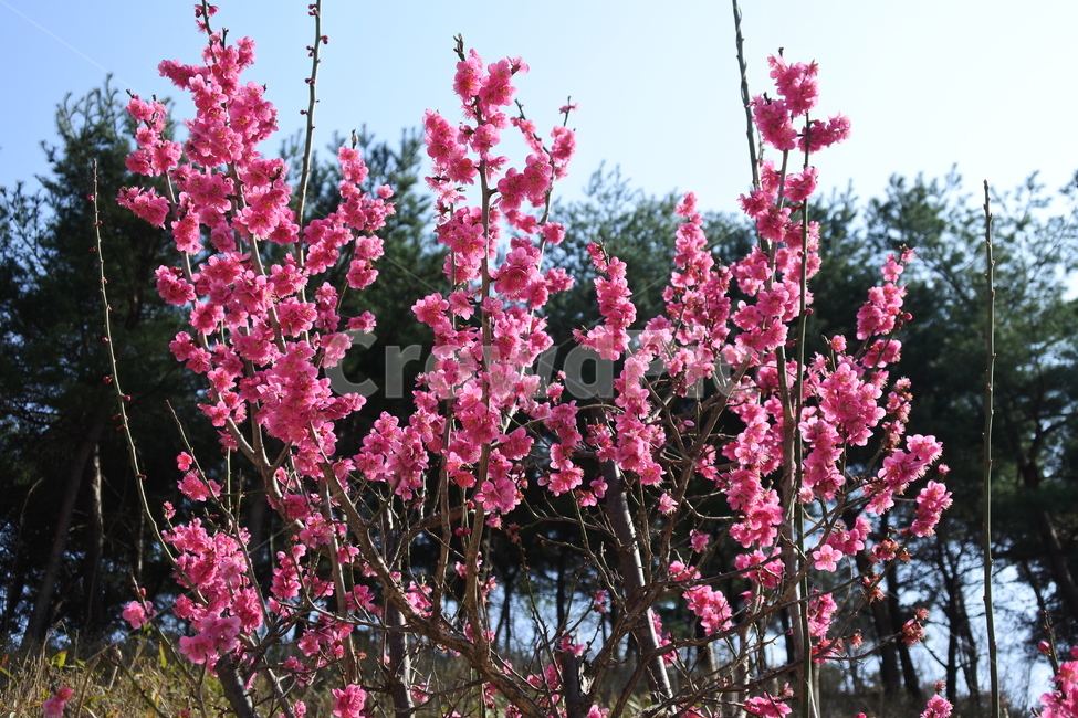 홍매화,봄날,봄,blossom,꽃,식물,봄꽃,분홍색,분홍