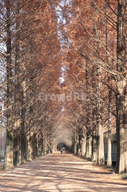 국내여행,여행,나무,풍경,휴식,자연,담양,메타세콰이어길,가로수길,길,식물,nature,wood,landscape,자연,풍경,nature,landscape,한국자연풍경,한국자연경관,korea nature landscape,식물,plants,나무,trees,wood,tree,plant,path,통로