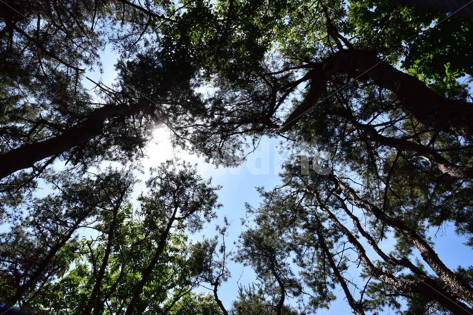 배경,아름다운,자연,하늘,파란,구름,나무,숲,background,beautiful,nature,sky,blue,clouds,tree,forest,식물,자연,plants,nature,나무,trees,wood