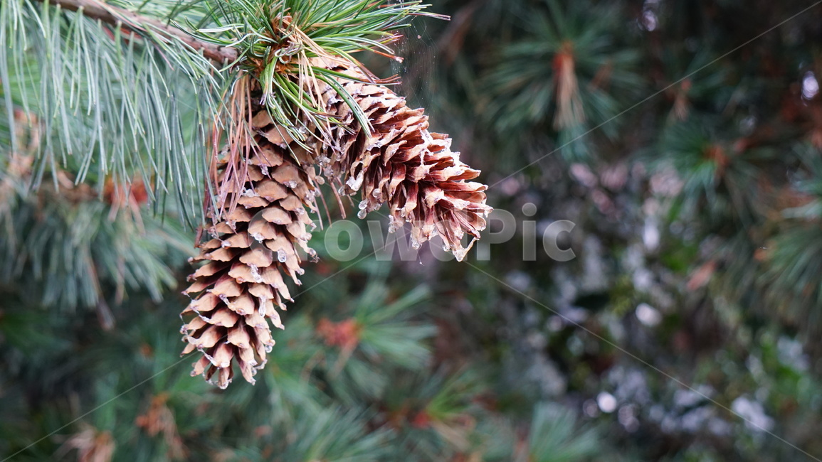 소나무,솔잎,솔방울,나무,tree,pinetree,pinenut,plant,식물,자연,plants,nature,나무,trees,wood