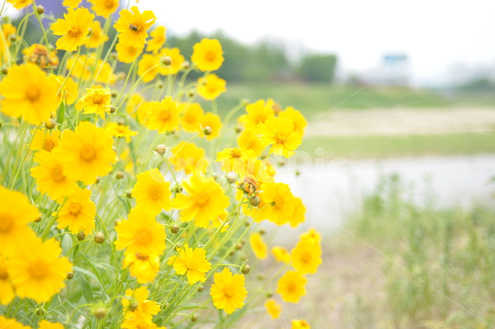 꽃,노랑,풍경,봄풍경,봄,봄,계절,spring,season,식물,자연,plants,nature,꽃,flower,plant