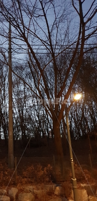 나무,tree,빛,밤,블루,night,야경,밤,풍경,nightscape,night,landscape,flare,플레어,light,plant,식물