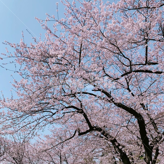 봄,배경,벚꽃,나무,분홍,하늘