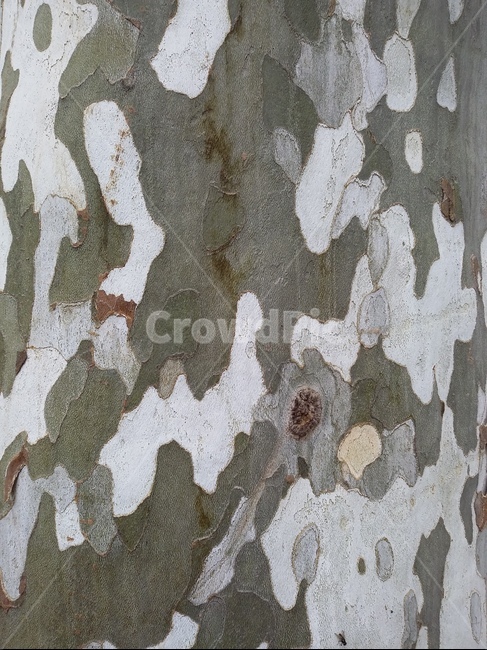 나무,나무무늬,위장무늬,옹이,나무겉표면,tree,식물,나무,trees,wood