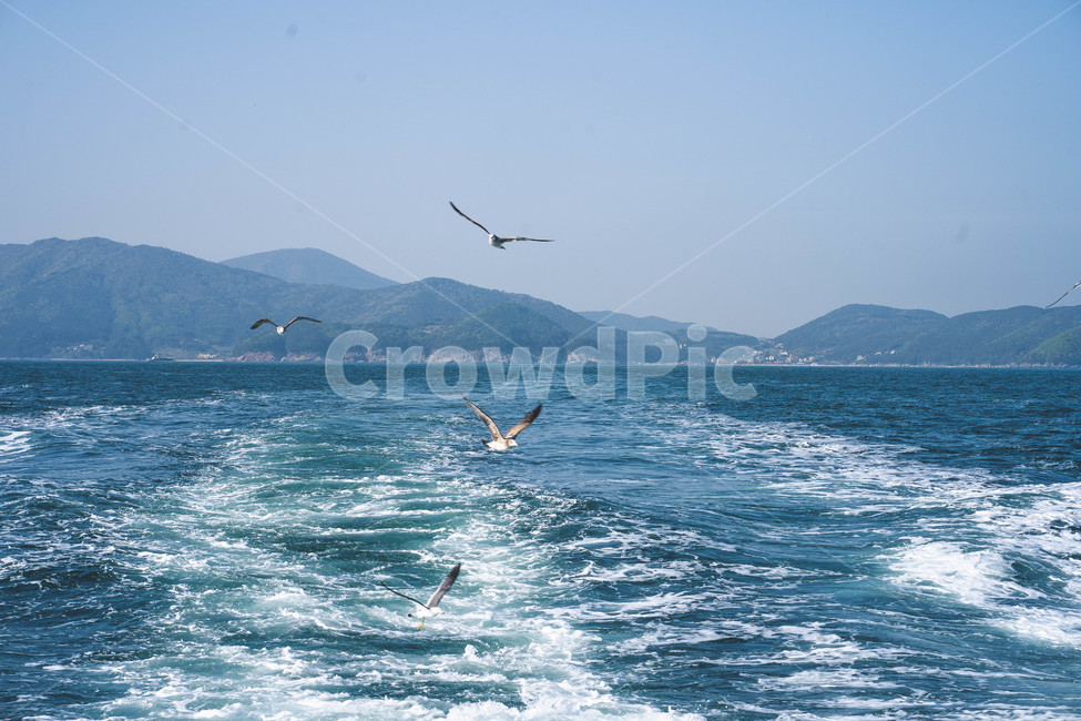 바다,갈매기,유람선,섬,파도,새,배,하늘,맑음,자연,풍경,nature,landscape,동물,animal,조류,새,birds,adventure,모험,leisure activities,레저 활동,outdoors,옥외,water,물,sea,ocean,대양
